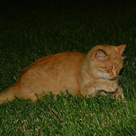 Poseidon Spartia (Kefalonia)