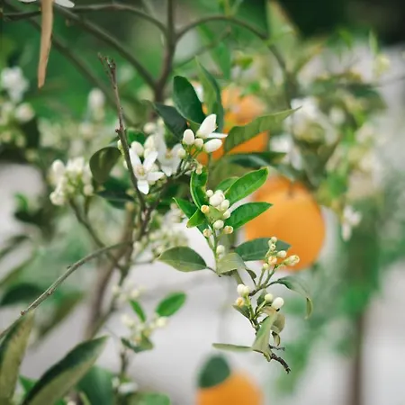 Poseidon Apart-hotel